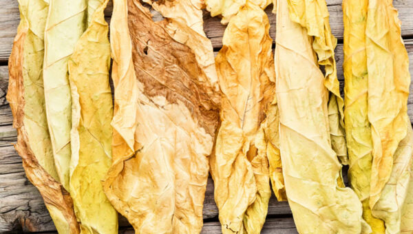 tobacco-plant
